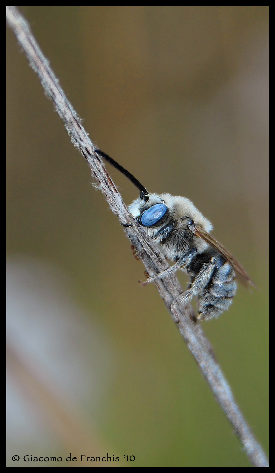 Bombus (pascuorum?) e possibile Apidae Anthophorinae
